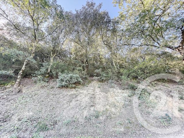 Terrain à vendre - 22147 m2 - Montauriol - 66 - LANGUEDOC-ROUSSILLON